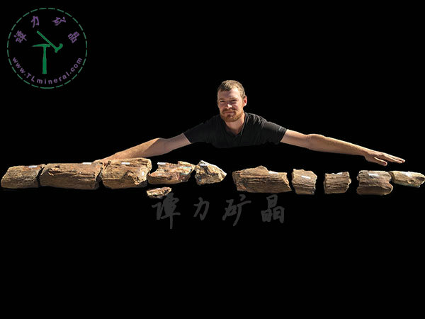 基尼斯之最-歐泊王，210cm,澳大利亞